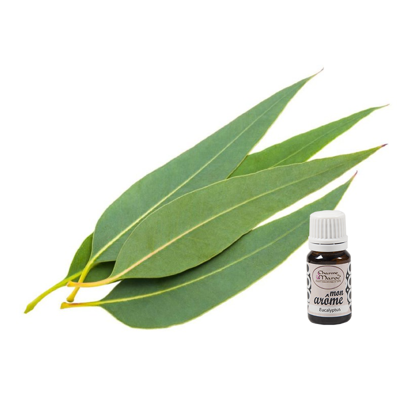 eucalyptus