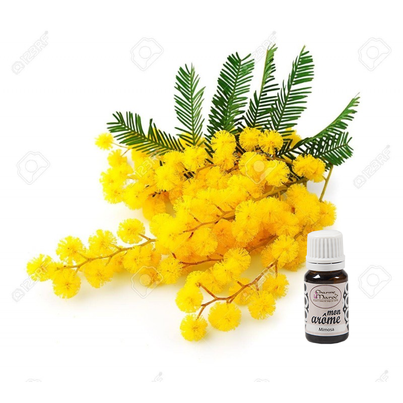 mimosa